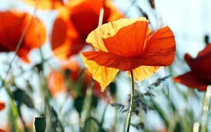 Empowering Sacral Chakra Meditation