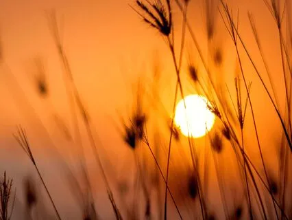 Empowering Your Mental Field For Creativity And Clarity