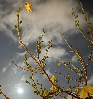 Empowerment Affirmation Meditation - Full Lunar Eclipse