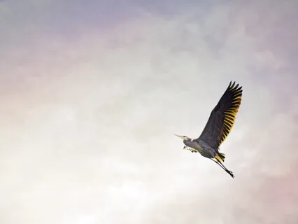 Empowerment Meditation Through Forgiveness