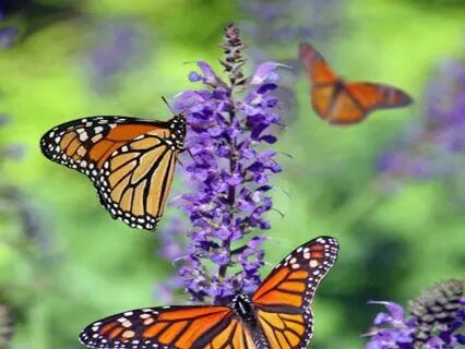 Empowerment Visualization Meditation