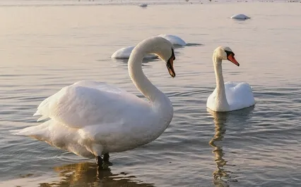 Emptiness (Feat. Madhu Anziani) - Ashel Seasunz Cover