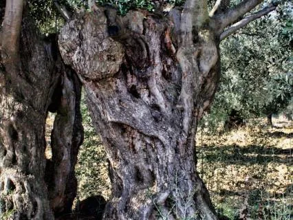 Emunah: Embodying Sacred Trust