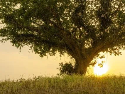 EN | Beyond The Story – A The Mind Illuminated Practice