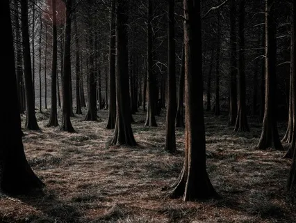 Hyldest Til (Vinter)Mørket Yoga Nidra