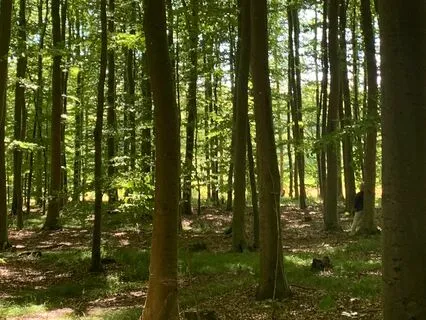 En Mindful Pause Med Fuglesang