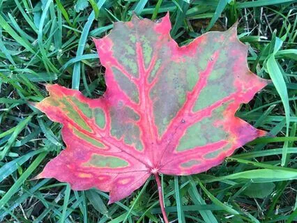 En Yoga Nidra For Heling