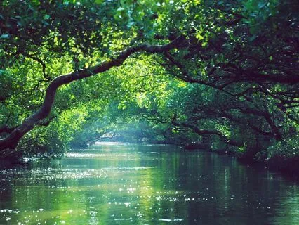 Enchanted Brainwave Journey: From Alpha to Delta State