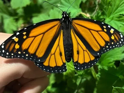 Enchanted Dollhouse Journey