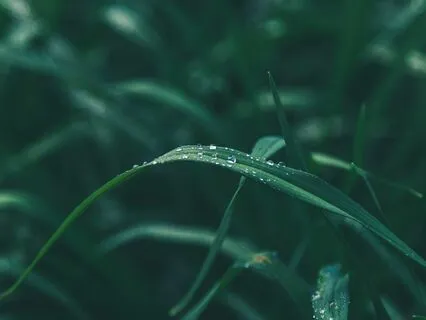 Enchanted Echoes - Mystical Voices Of The Past