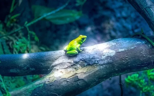 Enchanted Focus