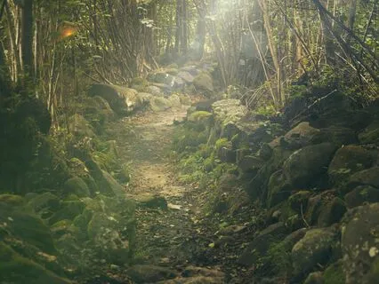 Enchanted Forest: A Children's Meditation Adventure