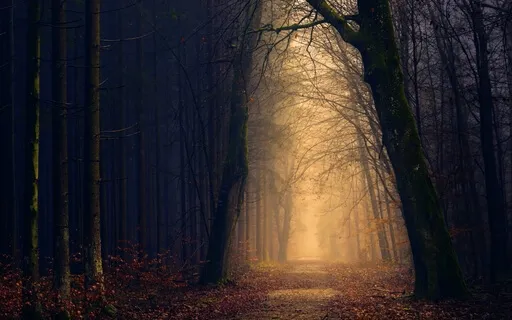 Enchanted Forest: A Tranquil Escape To Reconnect With Nature