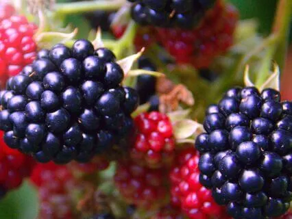 Enchanted Forest Berries At Twilight