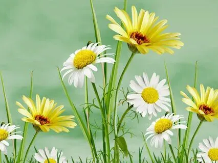 Enchanted Forest: Fairy Play And Guidance Meditation