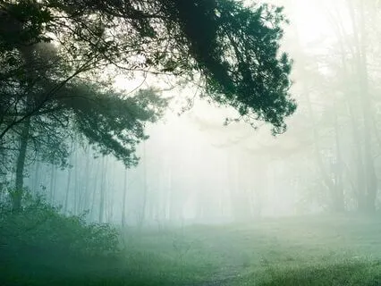 Enchanted Forest Flute - Celtic Music For Relaxation