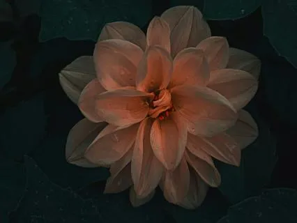 Enchanted Forest Of Giant Blooms