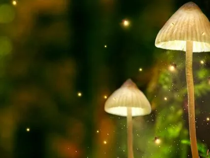 Enchanted Forest Sounds For Calming And Relaxation