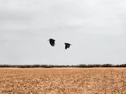 Enchanted Journeys For Autumn: The Morrigan