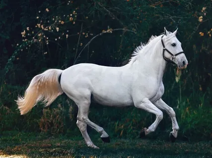 Enchanted Journeys For Spring: Riding White Horses