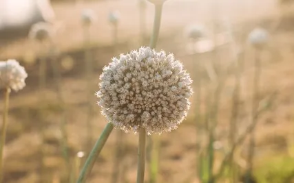 Enchanted Journeys: Spring Seeds Of Growth