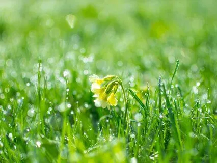 Enchanted Melodies For Anxiety Alleviation