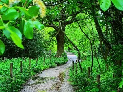 Enchanting Summer Rain By The Cottage For Good Sleep