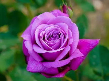 Encontrar a Voz Interior e Viver o Propósito no Mundo Atual