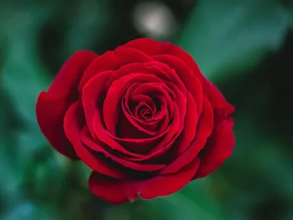 Encostado A Minha Mãe - Celestial Voice|Voz Celestial