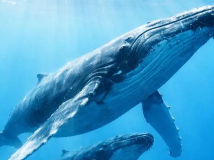 Encounter With The Whales Guided 432Hz Sound Healing Journey