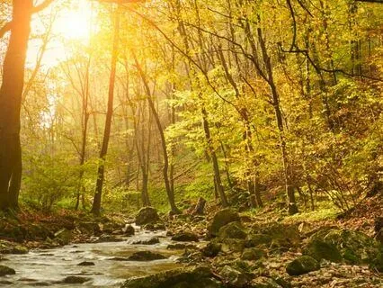 Encountering The Magical Fairies (Long Sleep Story)