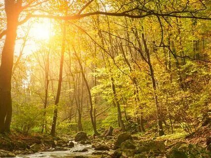 Encountering The Magical Sage In The Forest (Sleep Story)