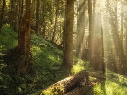 Encountering The White Mouse: Long Bedtime Story