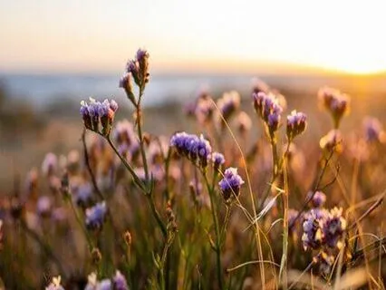 Endometriosis Meditation - Affirmations To Manifest