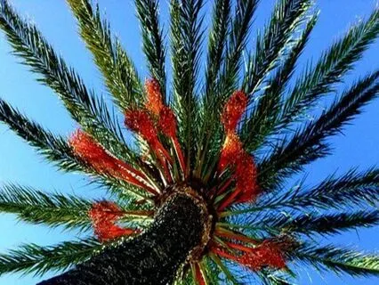 Endometriosis Meditation - Body Compassion Body Scan