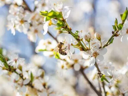 Endometriosis Meditation - Body Scan & Intention Setting