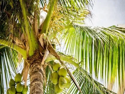 Endometriosis Meditation - Mini Metta (Loving-Kindness)