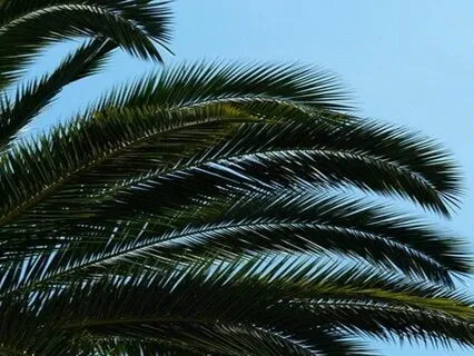 Endometriosis Meditation - Self-Compassion Mantra For Relief