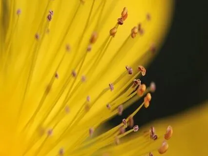 Endometriosis Meditation - Soothing Breath & Body Scan