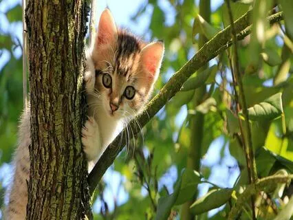 Endometriosis Meditation - The Purrfect Way To De-Stress