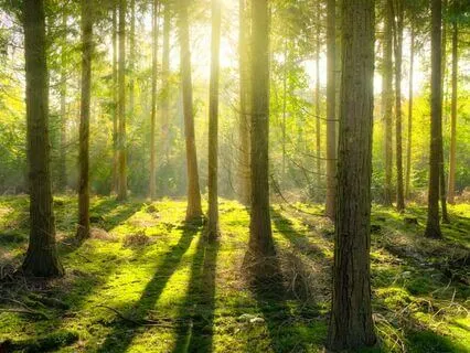 Endometriosis Meditation - Your Warrior Weapon For Relief