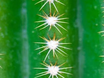 Energetic Boundary Renewal