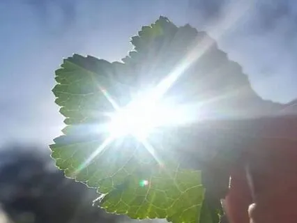 Energetic Cord Cutting Meditation