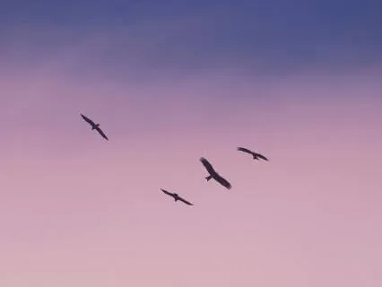 Energetic Cord Cutting Meditation