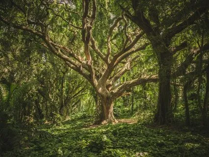 Energetic Diffusion Technique (EDT)