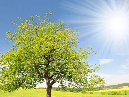 Energetic Renewal From Root To Crown