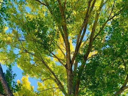 Energetic Renewal Meditation