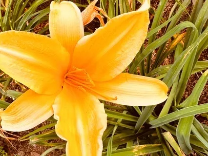 Energetic Replenishment Instinctive Meditation