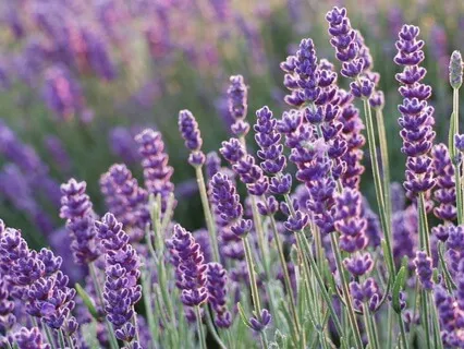 Energetic Reset Meditation