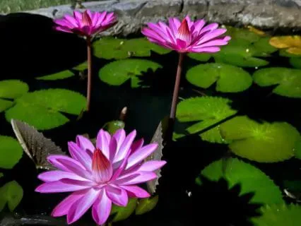 Energetic Sovereignty And Emotional Clearing
